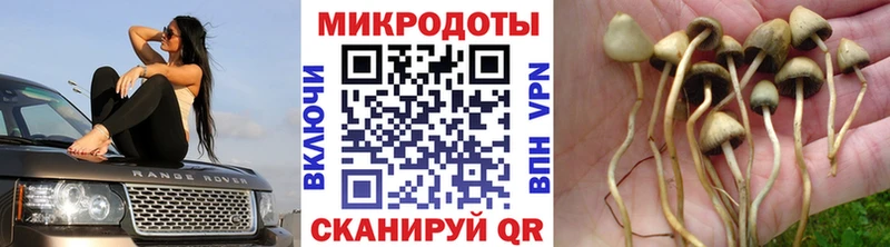 Псилоцибиновые грибы прущие грибы  даркнет сайт  даркнет формула  Улан-Удэ 